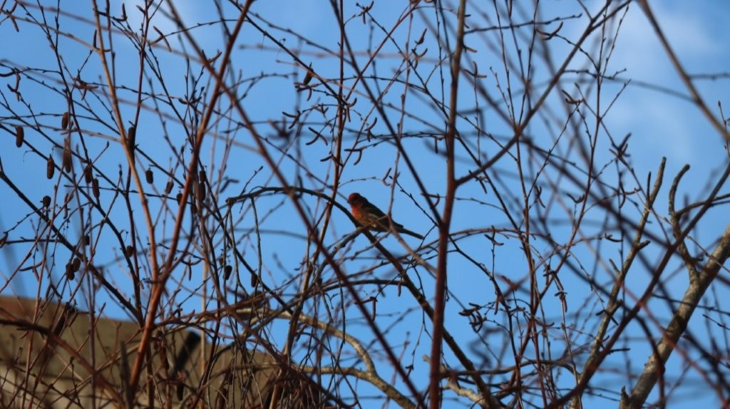 A bird sitting on a tree branch

AI-generated content may be incorrect.