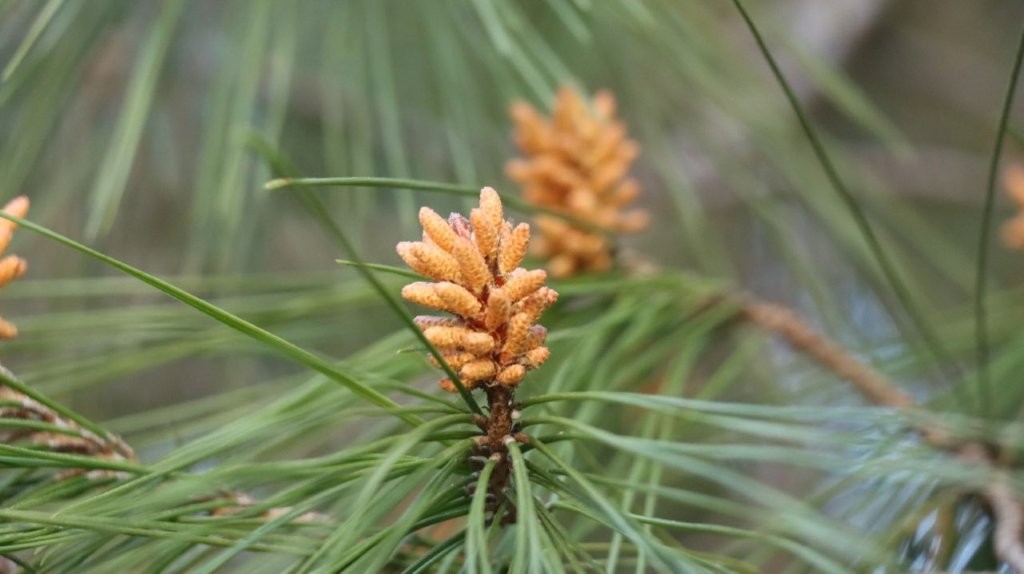 A close-up of pine cones

AI-generated content may be incorrect.