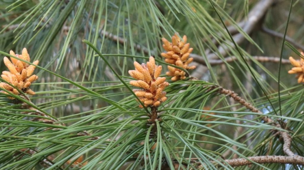 Pine cones on a tree

AI-generated content may be incorrect.