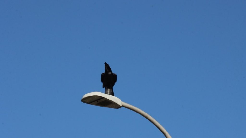 A bird on top of a street light

AI-generated content may be incorrect.