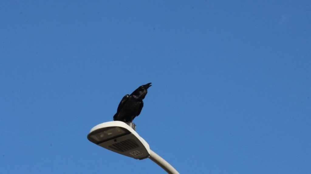 A bird perched on a light post

AI-generated content may be incorrect.