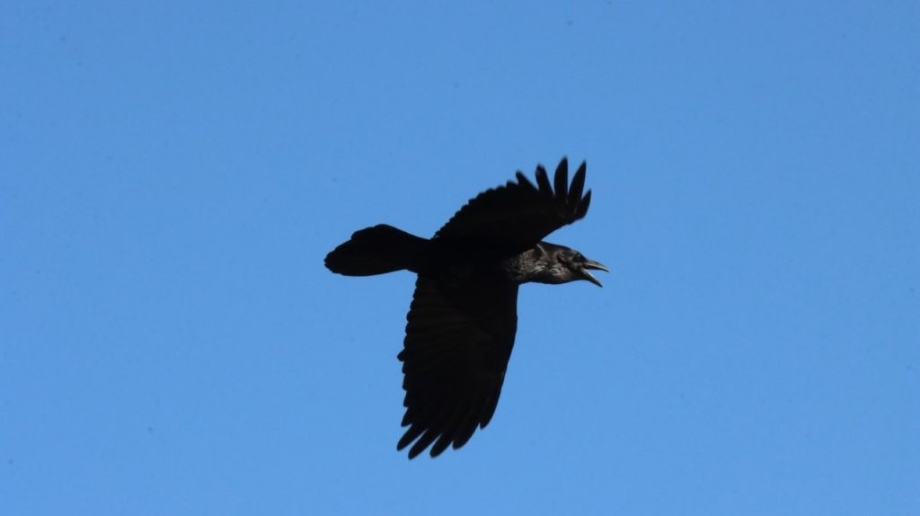 A bird flying in the sky

AI-generated content may be incorrect.