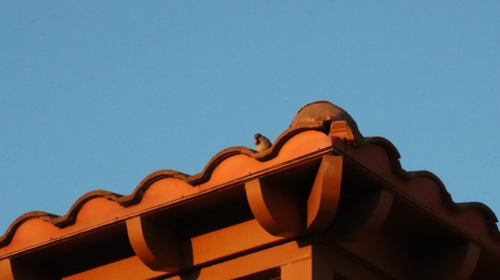 A bird on a roof

AI-generated content may be incorrect.