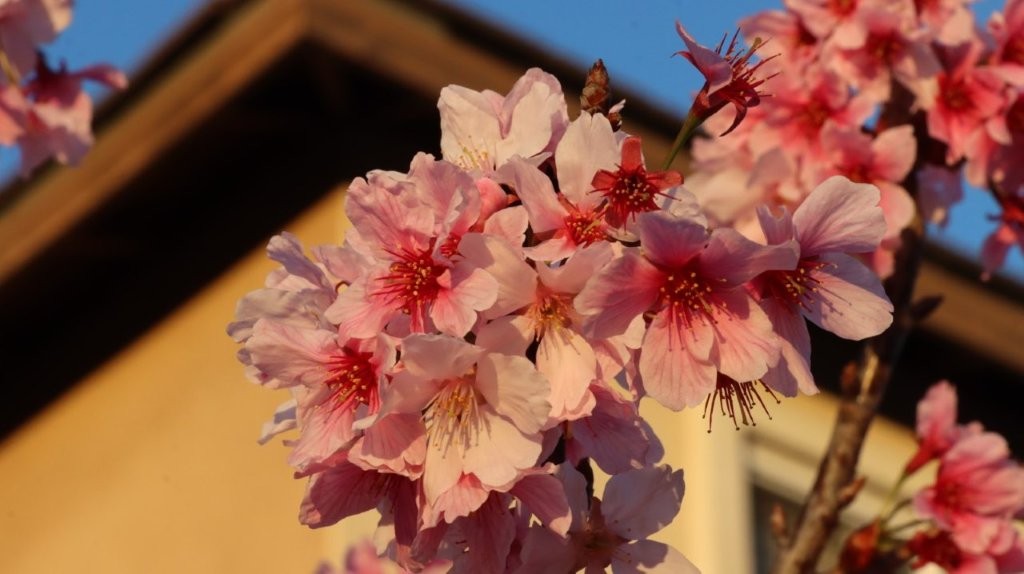 A close up of pink flowers

AI-generated content may be incorrect.