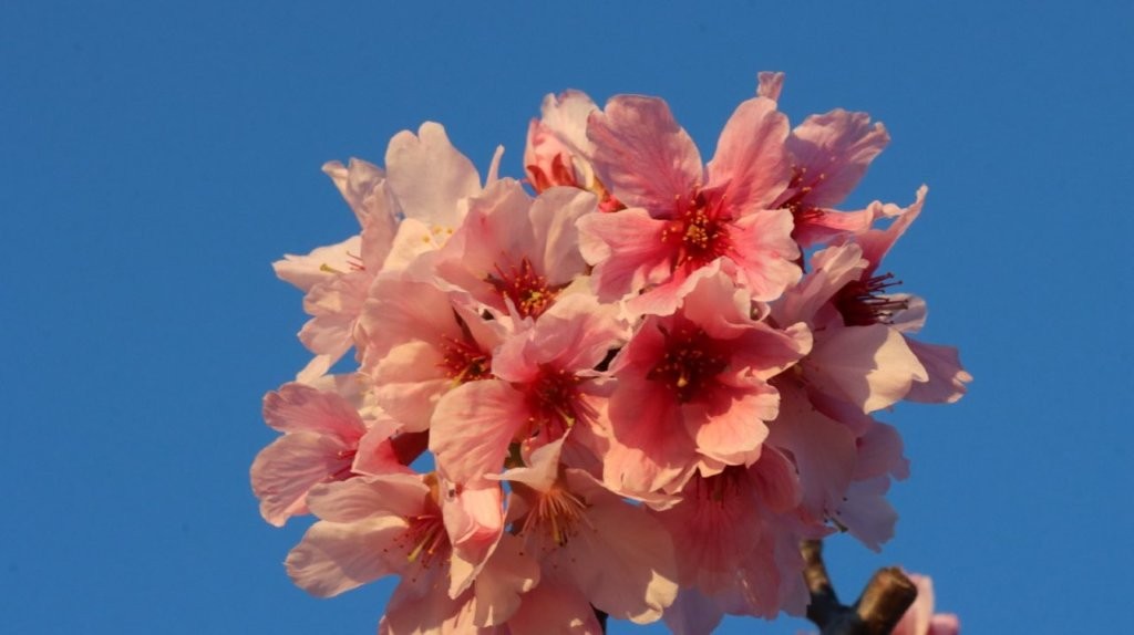 A close-up of pink flowers

AI-generated content may be incorrect.
