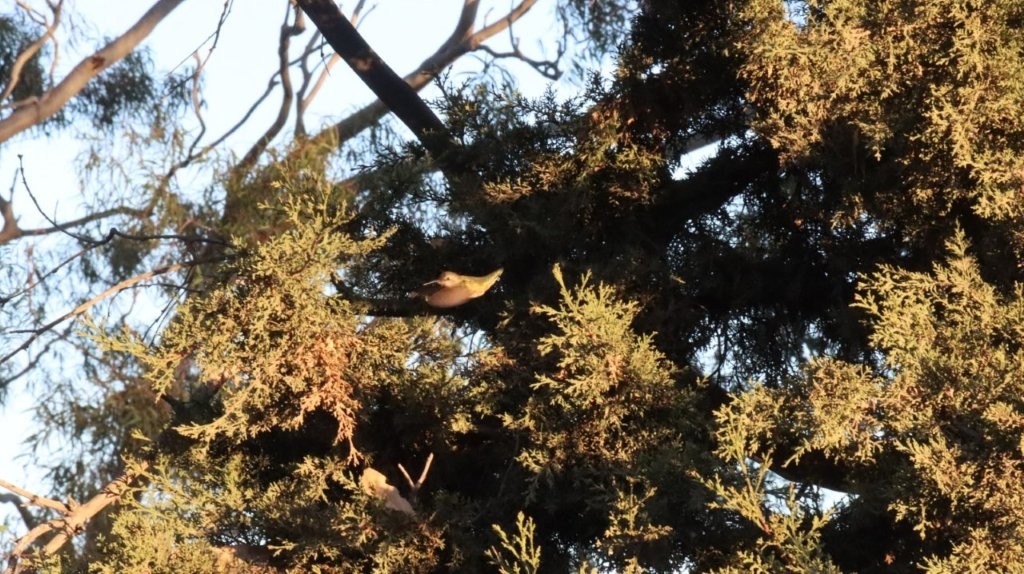 A bird in a tree

AI-generated content may be incorrect.