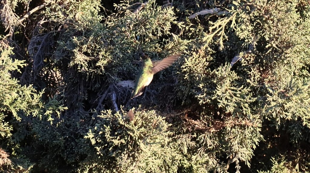 A bird flying in the air

AI-generated content may be incorrect.