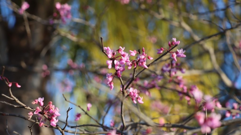 A close-up of pink flowers on a tree

AI-generated content may be incorrect.