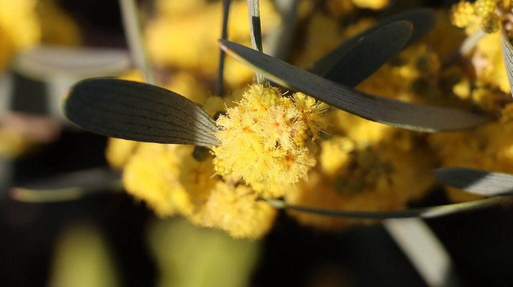 Close up of a yellow flower

AI-generated content may be incorrect.
