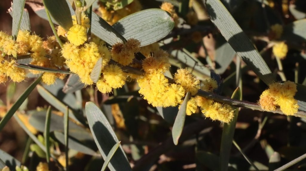 A close-up of a plant with yellow flowers

AI-generated content may be incorrect.
