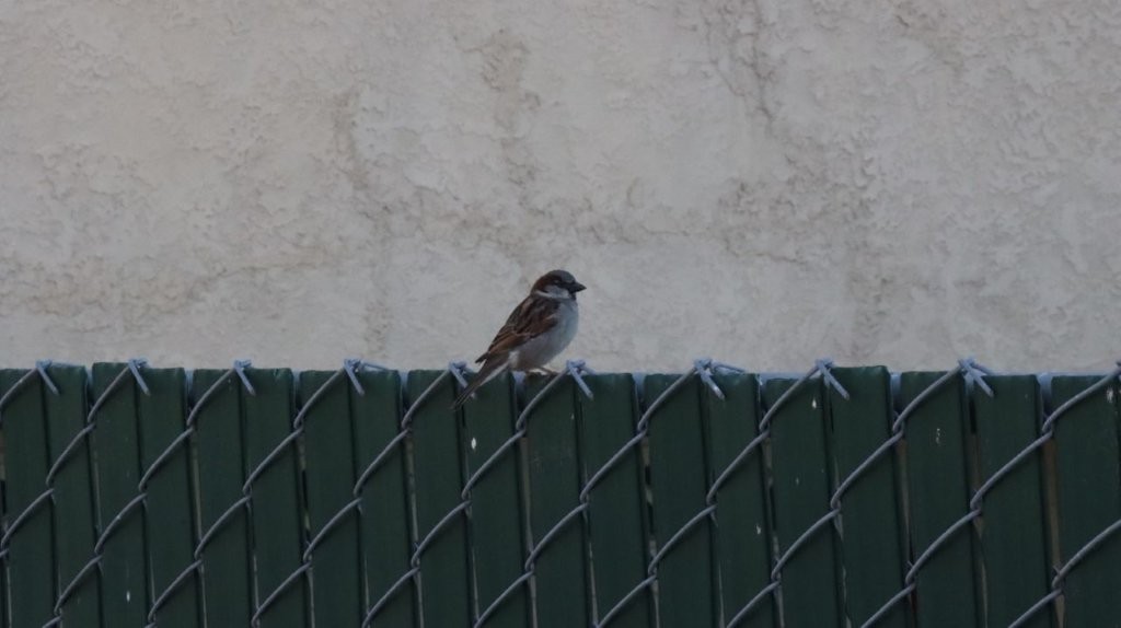 A bird on a fence

AI-generated content may be incorrect.