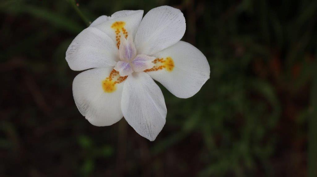 A close-up of a white flower

Description automatically generated