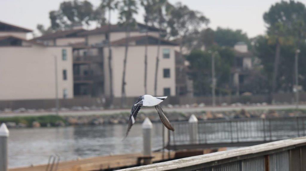 A bird flying over water

Description automatically generated