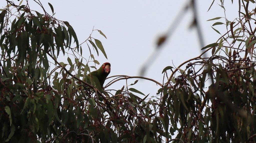 A bird on a tree branch

Description automatically generated