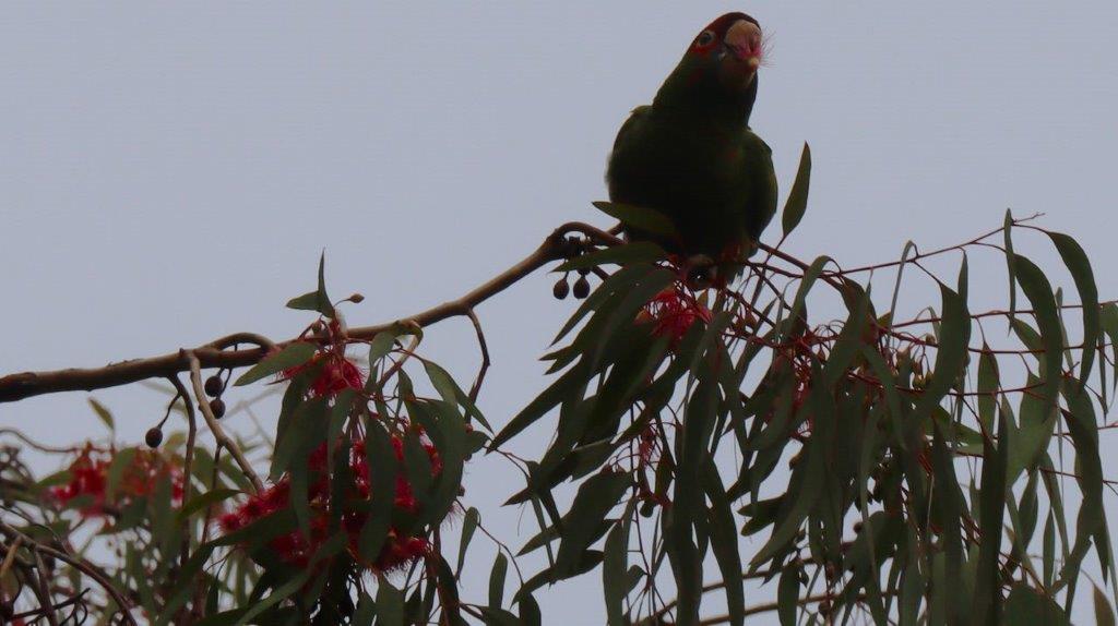 A bird sitting on a branch

Description automatically generated