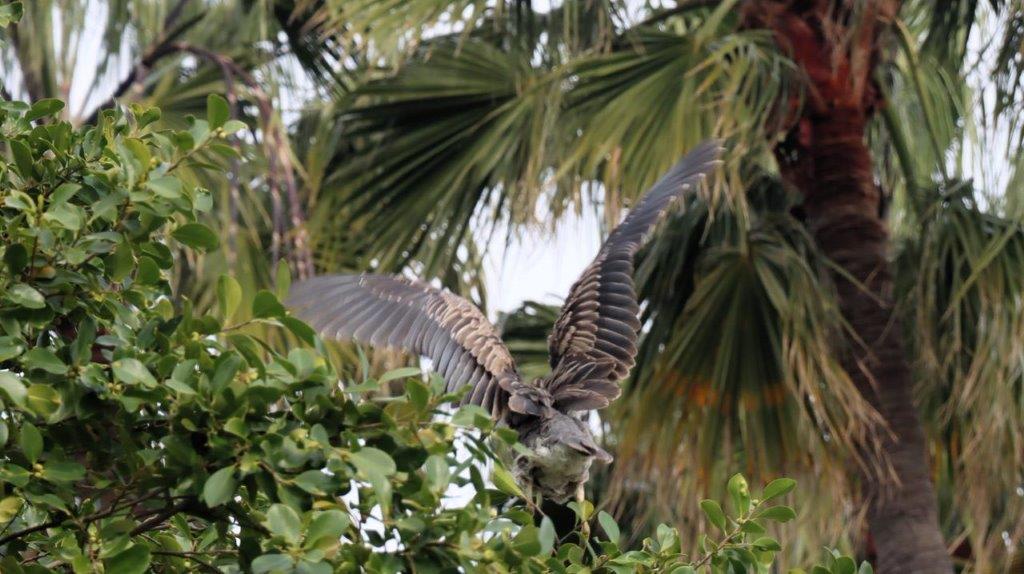 A bird flying in the air

Description automatically generated
