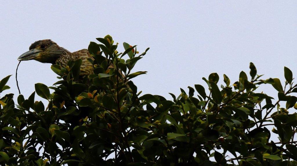 A bird perched on a tree branch

Description automatically generated