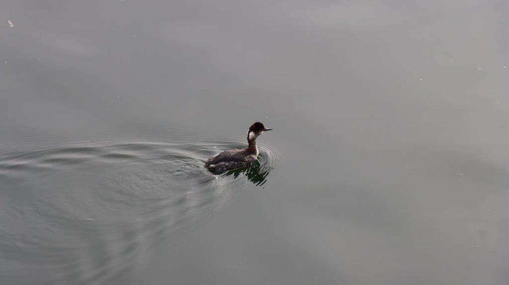 A duck swimming in the water

Description automatically generated
