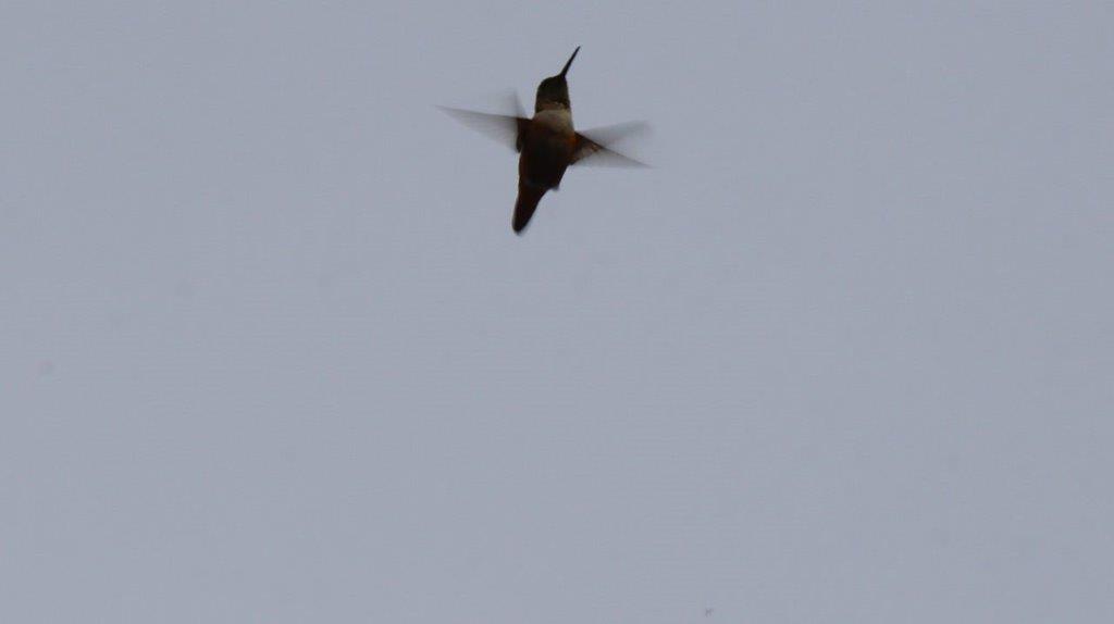 A bird flying in the sky

Description automatically generated