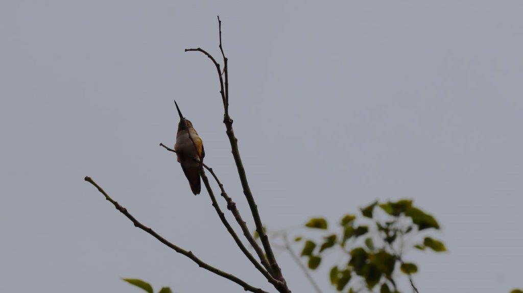 A bird perched on a branch

Description automatically generated