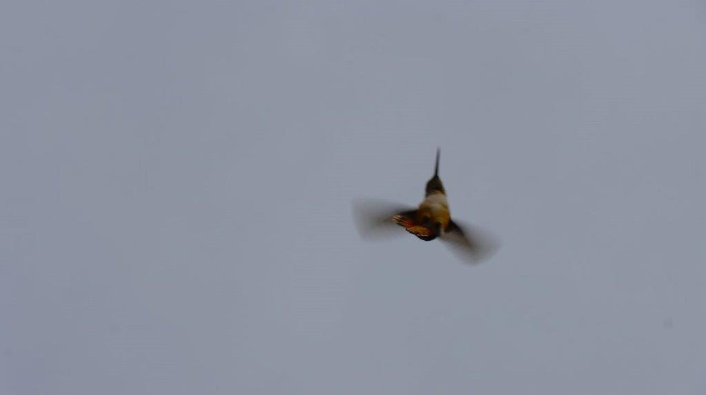 A bird flying in the sky

Description automatically generated