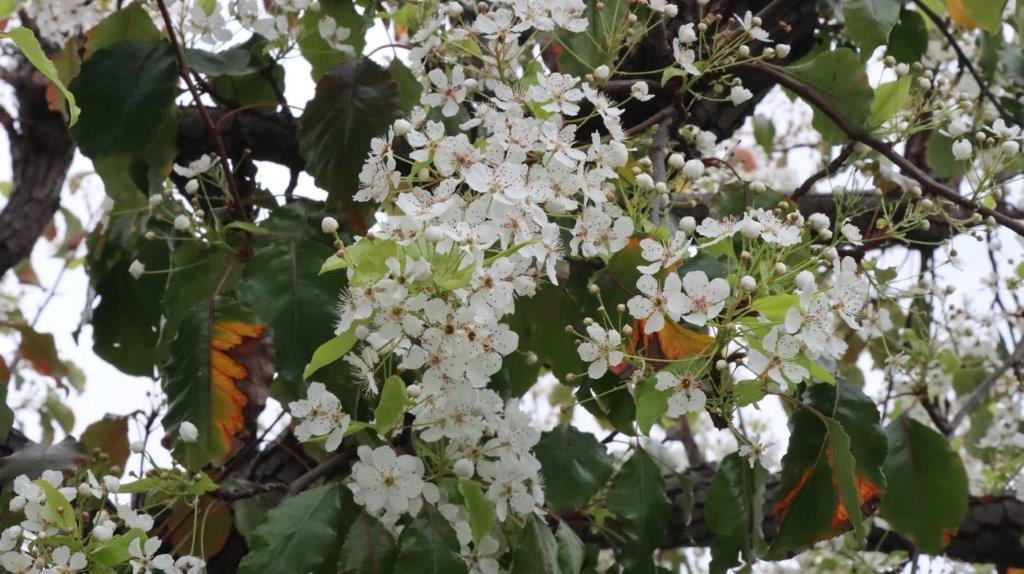 A close-up of a tree with white flowers

Description automatically generated
