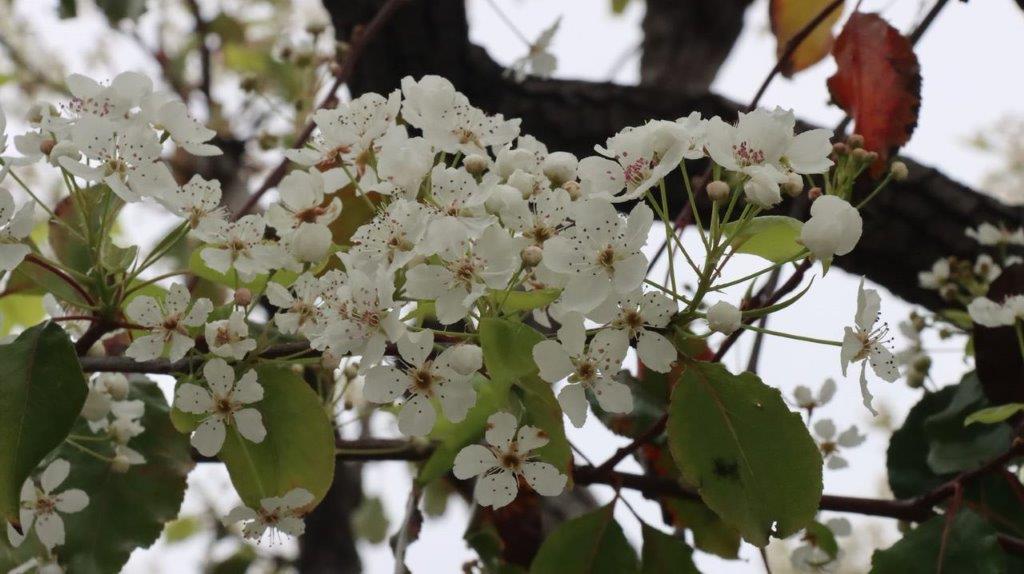 A close up of a tree

Description automatically generated