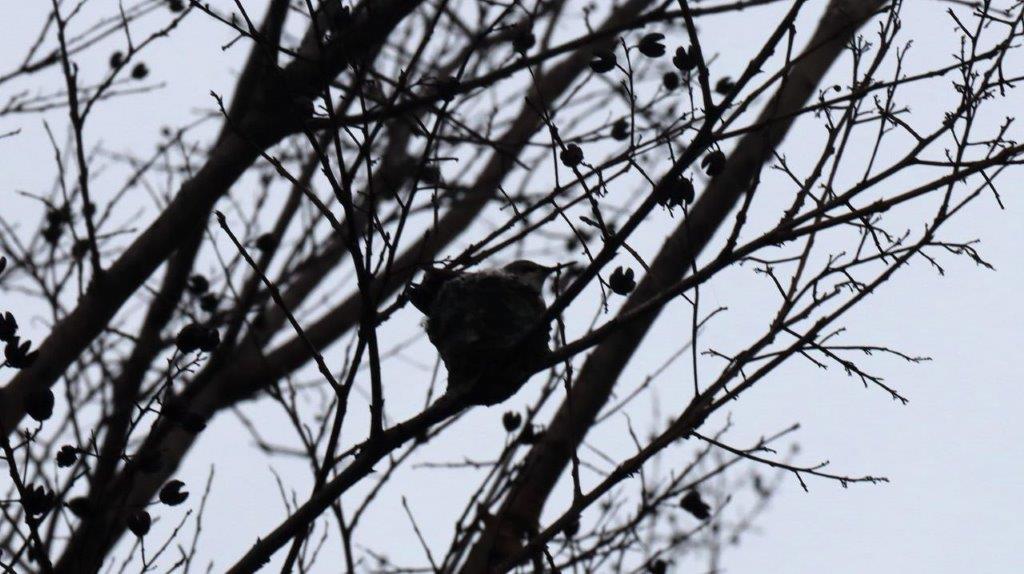 A bird on a tree branch

Description automatically generated