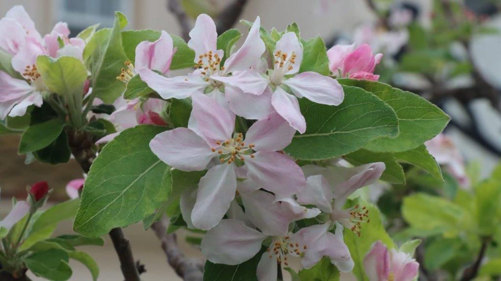 A close-up of a flower

Description automatically generated