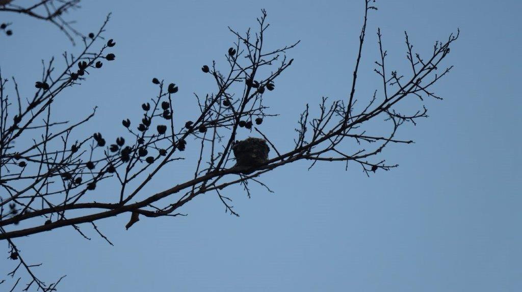 A bird on a tree branch

Description automatically generated