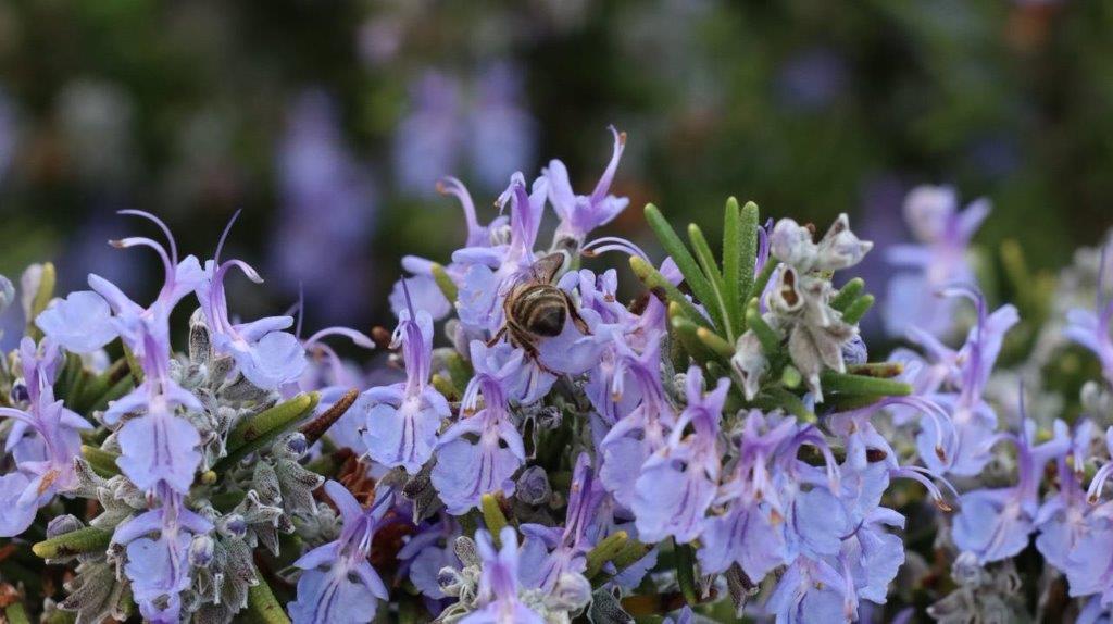 A bee on a flower

Description automatically generated