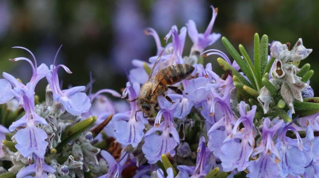 A bee on a flower

Description automatically generated