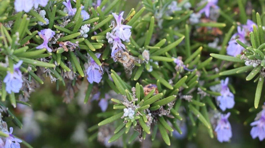 A close up of a plant

Description automatically generated