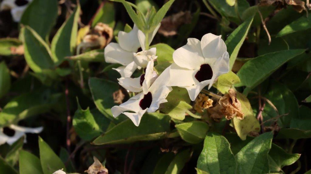 White flowers with black spots on them

Description automatically generated