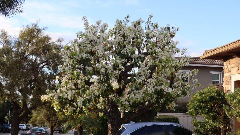 A tree with white flowers

Description automatically generated