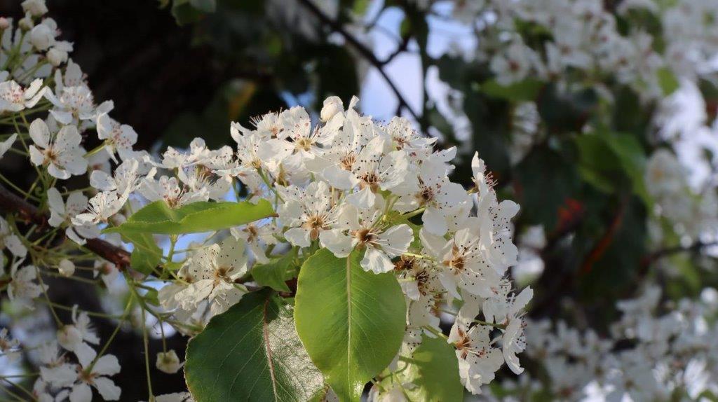 A close up of a white flower

Description automatically generated