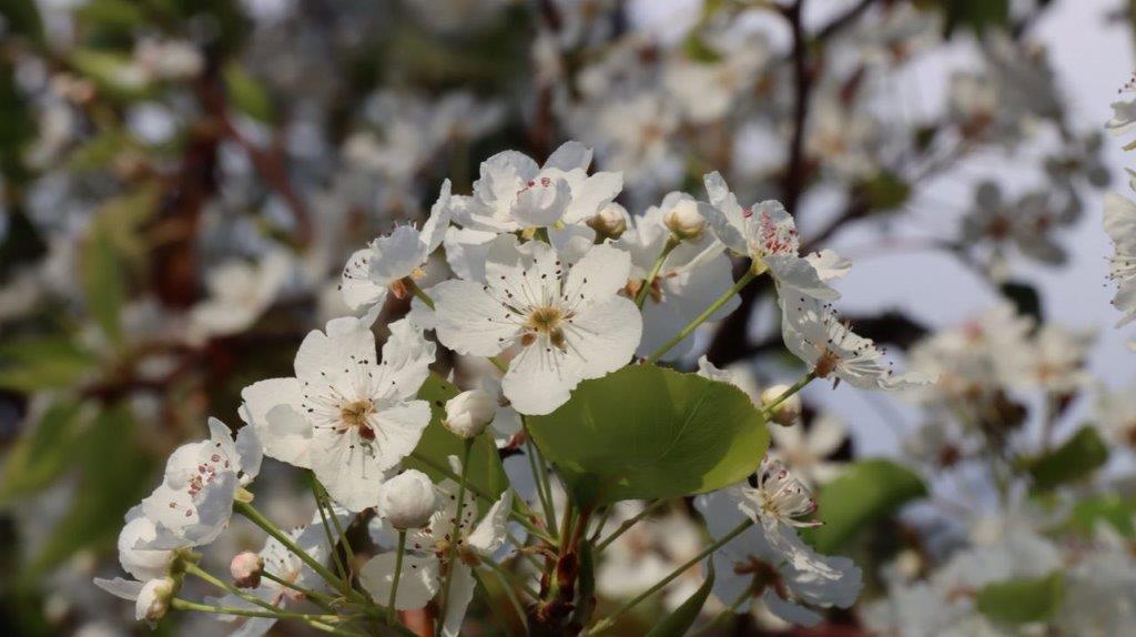 Close-up of a white flower

Description automatically generated