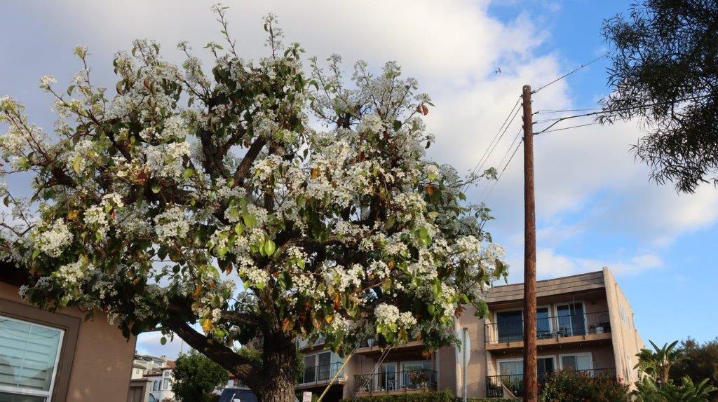 A tree with white flowers

Description automatically generated
