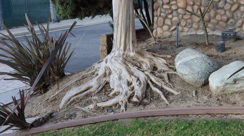 A tree trunk with a large root system

Description automatically generated