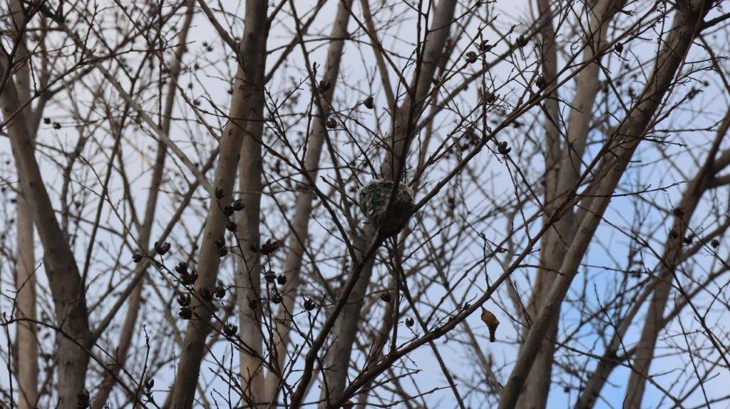 A bird nest on a tree branch

Description automatically generated
