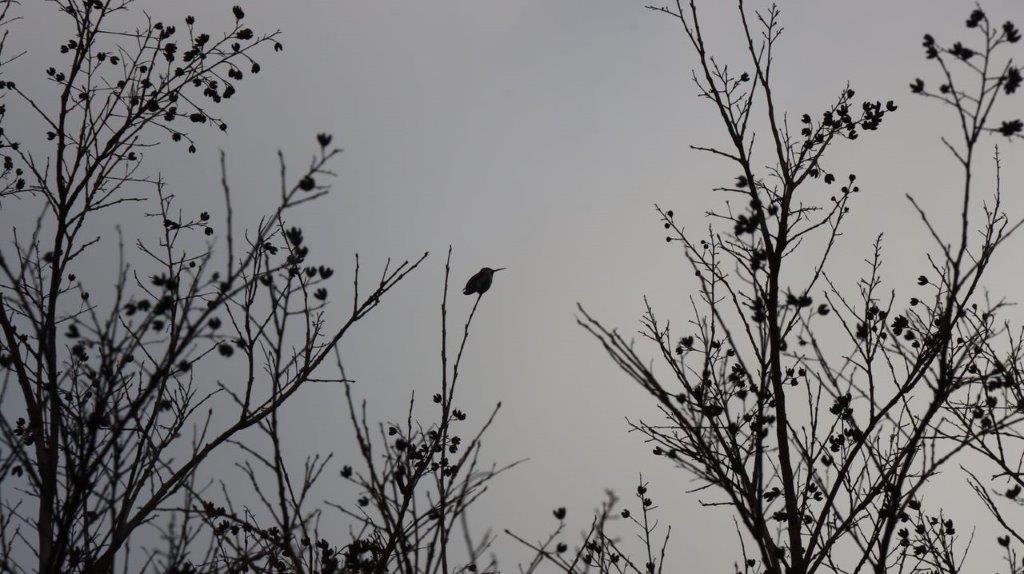 A bird sitting on a tree branch

Description automatically generated