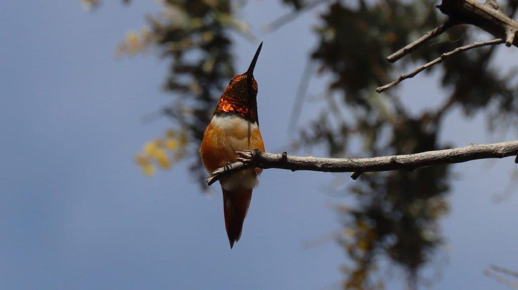 A bird sitting on a branch

Description automatically generated