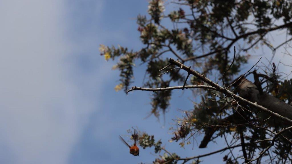 A bird flying in the sky

Description automatically generated