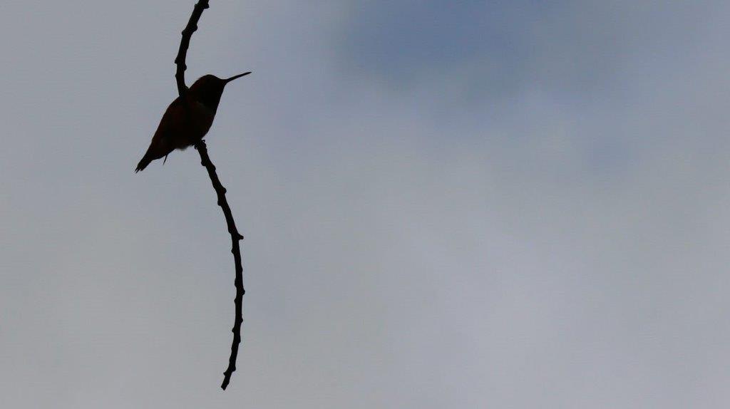 A bird on a branch

Description automatically generated