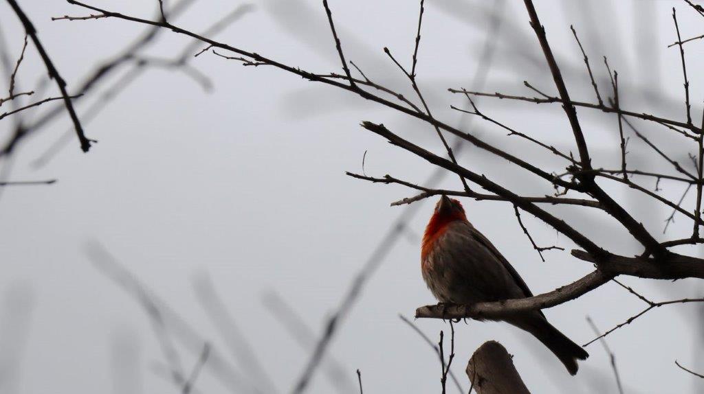 A bird sitting on a tree branch

Description automatically generated