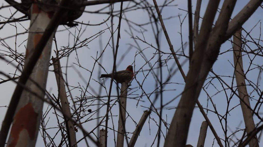 A bird on a tree branch

Description automatically generated