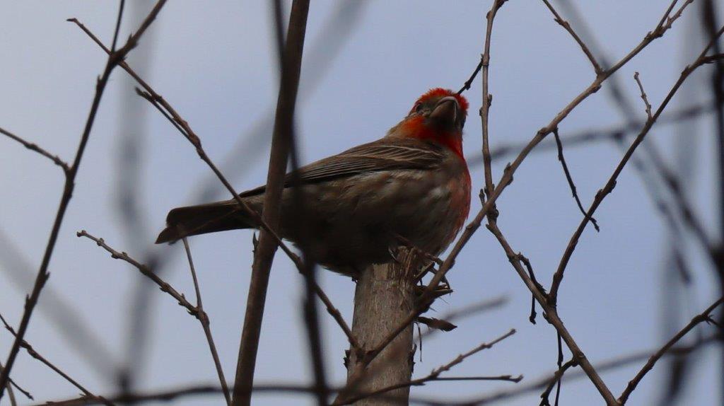 A bird sitting on a branch

Description automatically generated