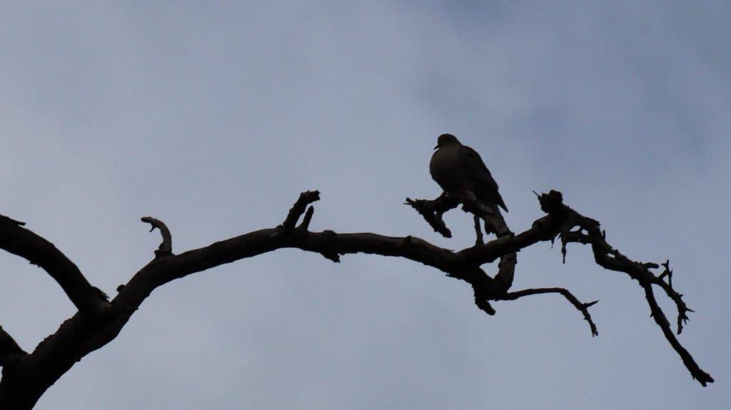 A bird on a branch

Description automatically generated