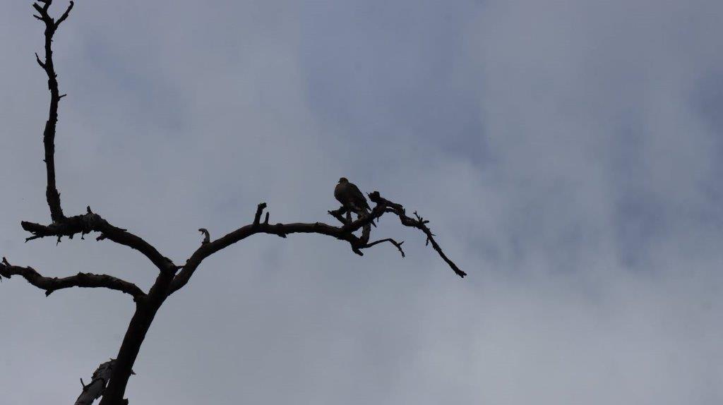 A bird sitting on a branch

Description automatically generated