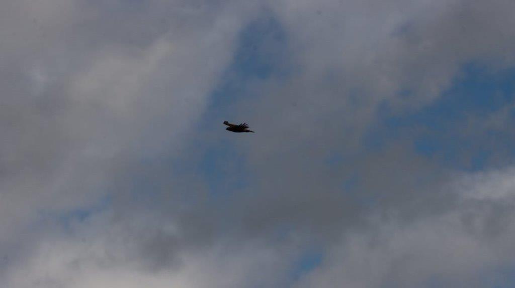 A plane flying in the sky

Description automatically generated